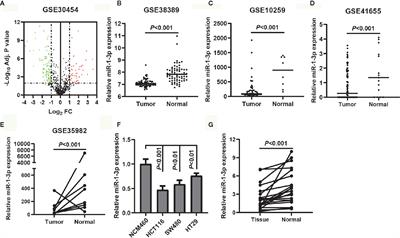 MiR-1-3p Suppresses Colorectal Cancer Cell Proliferation and Metastasis by Inhibiting YWHAZ-Mediated Epithelial–Mesenchymal Transition